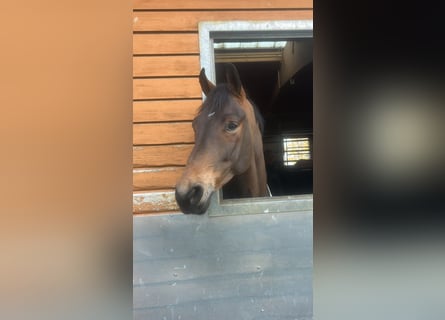 Sportivo Tedesco / Sportivo della Germania, Castrone, 6 Anni, 167 cm, Baio