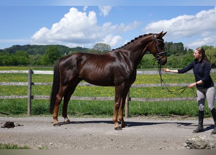 Sportivo Tedesco / Sportivo della Germania, Castrone, 6 Anni, 167 cm, Sauro scuro
