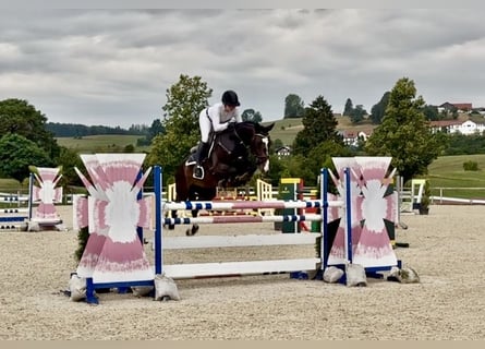 Sportivo Tedesco / Sportivo della Germania, Castrone, 6 Anni, 168 cm, Baio scuro