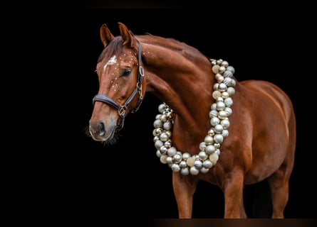 Sportivo Tedesco / Sportivo della Germania, Castrone, 6 Anni, 168 cm, Sauro scuro