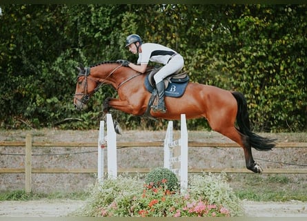 Sportivo Tedesco / Sportivo della Germania, Castrone, 6 Anni, 169 cm, Baio