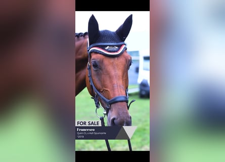 Sportivo Tedesco / Sportivo della Germania, Castrone, 6 Anni, 170 cm, Baio