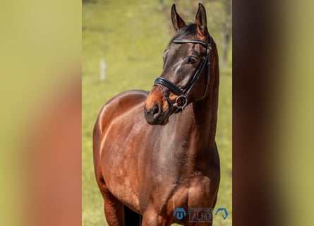 Sportivo Tedesco / Sportivo della Germania, Castrone, 6 Anni, 170 cm, Baio