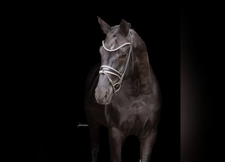 Sportivo Tedesco / Sportivo della Germania, Castrone, 6 Anni, 170 cm, Morello