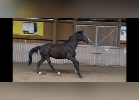 Sportivo Tedesco / Sportivo della Germania, Castrone, 6 Anni, 172 cm, Baio scuro