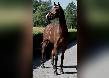 Sportivo Tedesco / Sportivo della Germania, Castrone, 6 Anni, 173 cm, Baio