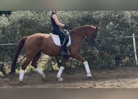 Sportivo Tedesco / Sportivo della Germania, Castrone, 6 Anni, 173 cm, Sauro