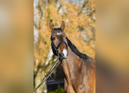 Sportivo Tedesco / Sportivo della Germania, Castrone, 6 Anni, 174 cm, Baio