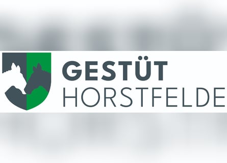 Sportivo Tedesco / Sportivo della Germania, Castrone, 6 Anni, Baio