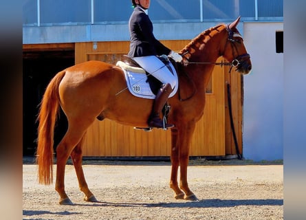 Sportivo Tedesco / Sportivo della Germania, Castrone, 7 Anni, 165 cm, Sauro scuro