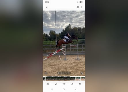 Sportivo Tedesco / Sportivo della Germania, Castrone, 7 Anni, 166 cm, Baio