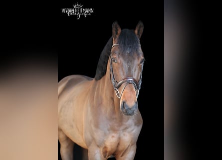 Sportivo Tedesco / Sportivo della Germania, Castrone, 7 Anni, 168 cm, Baio