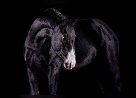 Sportivo Tedesco / Sportivo della Germania, Castrone, 7 Anni, 168 cm, Morello