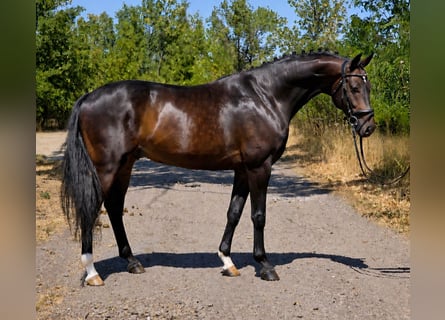 Sportivo Tedesco / Sportivo della Germania, Castrone, 7 Anni, 170 cm, Baio scuro