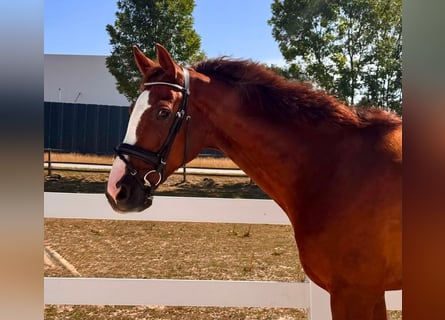 Sportivo Tedesco / Sportivo della Germania, Castrone, 7 Anni, 170 cm, Sauro