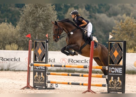 Sportivo Tedesco / Sportivo della Germania, Castrone, 7 Anni, 172 cm, Baio scuro