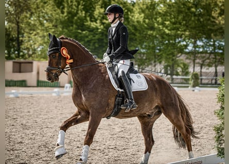 Sportivo Tedesco / Sportivo della Germania, Castrone, 8 Anni, 166 cm, Sauro scuro