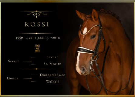 Sportivo Tedesco / Sportivo della Germania, Castrone, 8 Anni, 168 cm, Sauro