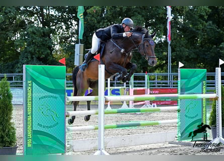 Sportivo Tedesco / Sportivo della Germania, Castrone, 8 Anni, 170 cm, Baio