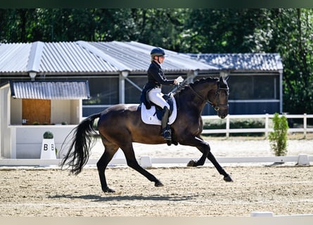 Sportivo Tedesco / Sportivo della Germania, Castrone, 8 Anni, 178 cm, Baio nero