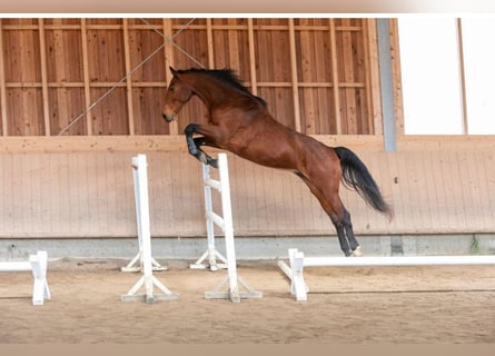 Sportivo Tedesco / Sportivo della Germania, Castrone, 8 Anni, Baio