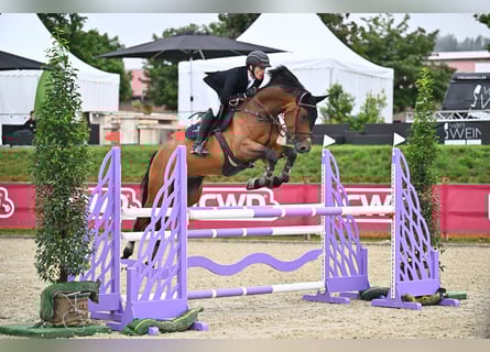 Sportivo Tedesco / Sportivo della Germania, Castrone, 9 Anni, 175 cm, Baio