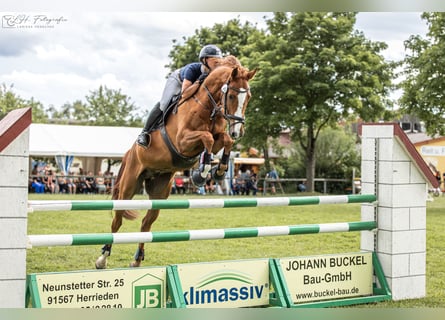 Sportivo Tedesco / Sportivo della Germania, Castrone, 9 Anni, 178 cm, Sauro
