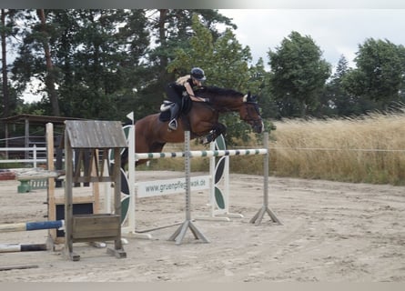 Sportivo Tedesco / Sportivo della Germania, Giumenta, 10 Anni, 166 cm, Baio