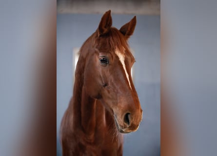 Sportivo Tedesco / Sportivo della Germania, Giumenta, 10 Anni, 166 cm, Sauro scuro