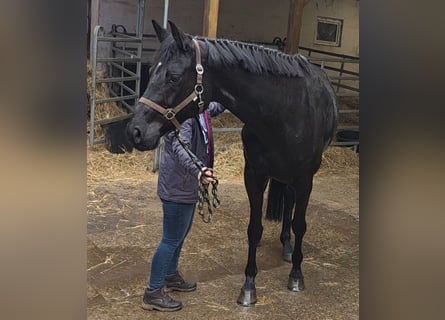 Sportivo Tedesco / Sportivo della Germania, Giumenta, 10 Anni, 167 cm, Morello