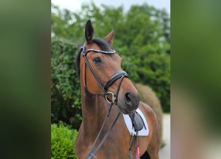 Sportivo Tedesco / Sportivo della Germania, Giumenta, 10 Anni, 168 cm, Baio