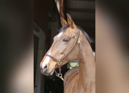 Sportivo Tedesco / Sportivo della Germania, Giumenta, 11 Anni, 160 cm, Baio chiaro