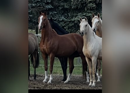 Sportivo Tedesco / Sportivo della Germania, Giumenta, 11 Anni, 168 cm, Sauro