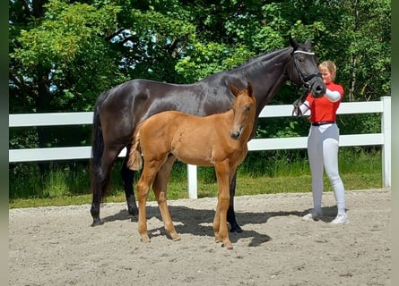 Sportivo Tedesco / Sportivo della Germania, Giumenta, 12 Anni, 168 cm, Baio nero