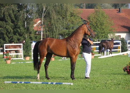 Sportivo Tedesco / Sportivo della Germania, Giumenta, 14 Anni, 168 cm, Baio