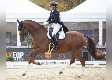 Sportivo Tedesco / Sportivo della Germania, Giumenta, 14 Anni, 176 cm, Sauro