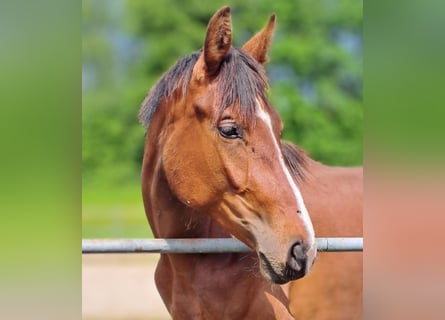 Sportivo Tedesco / Sportivo della Germania, Giumenta, 2 Anni, 168 cm, Baio