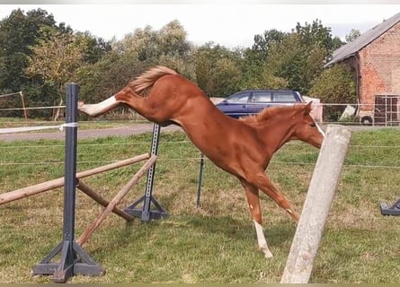 Sportivo Tedesco / Sportivo della Germania, Giumenta, 2 Anni, 172 cm