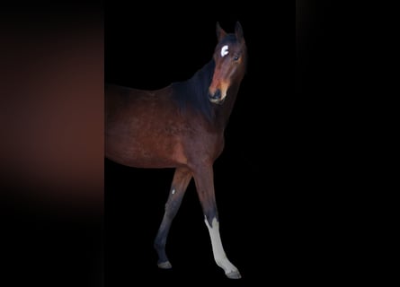 Sportivo Tedesco / Sportivo della Germania, Giumenta, 2 Anni, 180 cm, Baio