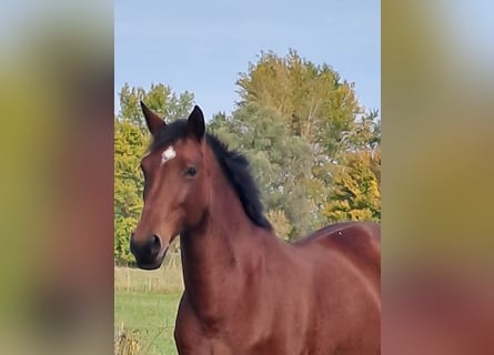 Sportivo Tedesco / Sportivo della Germania, Giumenta, 2 Anni, Baio