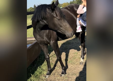 Sportivo Tedesco / Sportivo della Germania, Giumenta, 3 Anni, 155 cm, Baio scuro