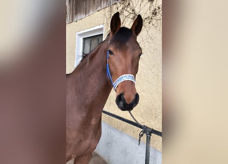 Sportivo Tedesco / Sportivo della Germania, Giumenta, 3 Anni, 163 cm, Baio