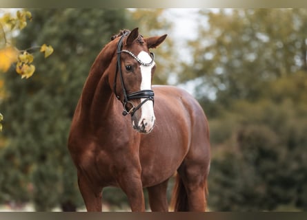 Sportivo Tedesco / Sportivo della Germania, Giumenta, 3 Anni, 169 cm, Sauro scuro