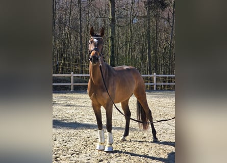 Sportivo Tedesco / Sportivo della Germania, Giumenta, 3 Anni, 170 cm, Baio scuro