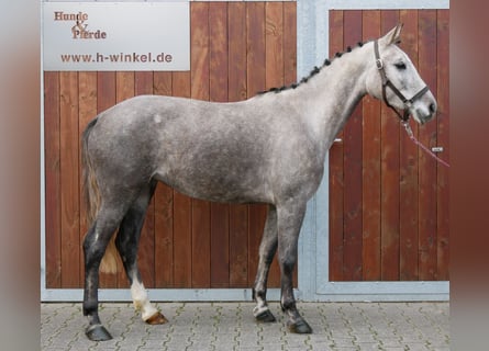Sportivo Tedesco / Sportivo della Germania, Giumenta, 4 Anni, 150 cm, Grigio