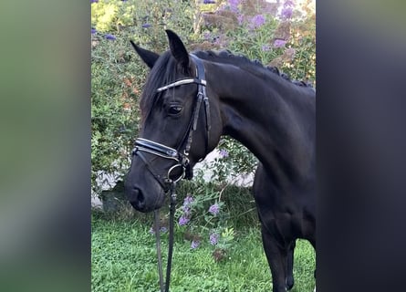 Sportivo Tedesco / Sportivo della Germania, Giumenta, 4 Anni, 157 cm, Morello