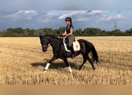 Sportivo Tedesco / Sportivo della Germania, Giumenta, 4 Anni, 157 cm, Morello