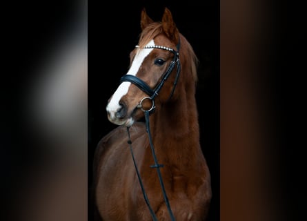 Sportivo Tedesco / Sportivo della Germania, Giumenta, 4 Anni, 158 cm, Sauro scuro