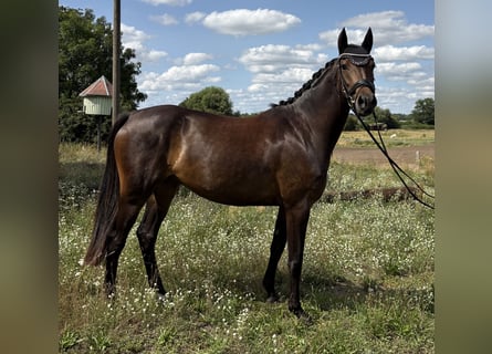Sportivo Tedesco / Sportivo della Germania, Giumenta, 4 Anni, 159 cm, Baio scuro