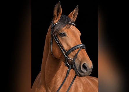 Sportivo Tedesco / Sportivo della Germania, Giumenta, 4 Anni, 161 cm, Baio